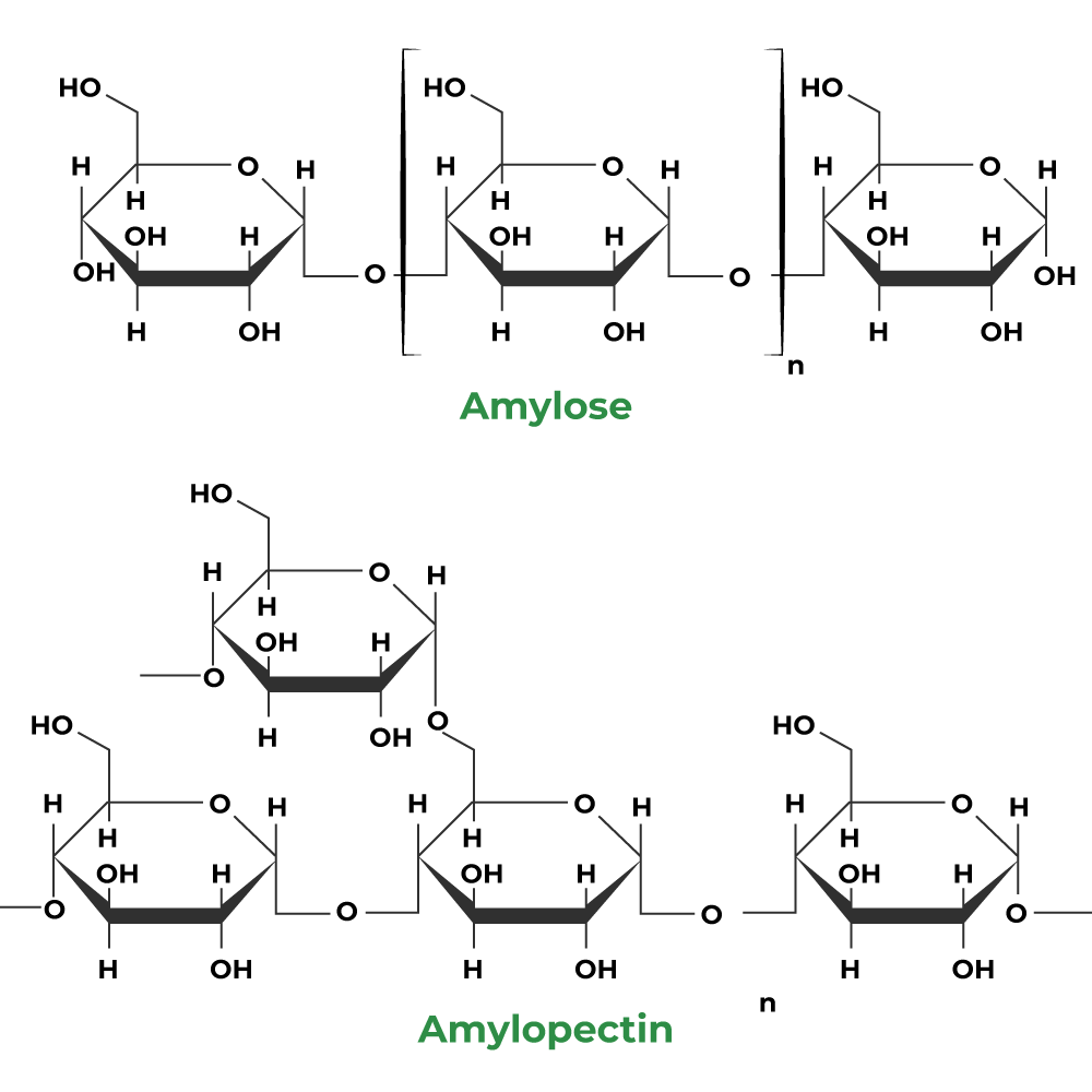 Carbohydrates: Monosaccharides, Disaccharides & Polysaccharides | Chemistry Class 12 - NEET