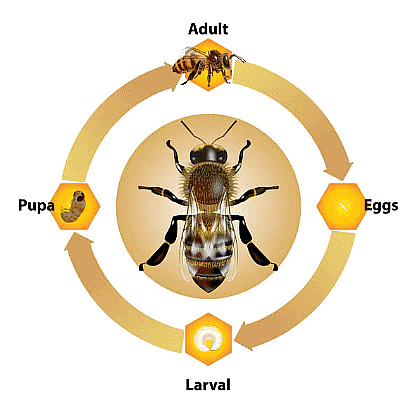 Anita and The Honeybees - 1 Class 4 Worksheet EVS Chapter 5