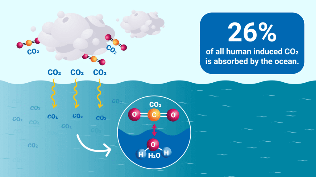 CO2 effect on ocean acidification 