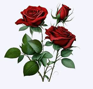 Essay on Rose Flower | Essays for Class 4