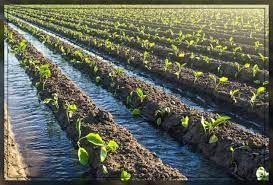 Wet Farming