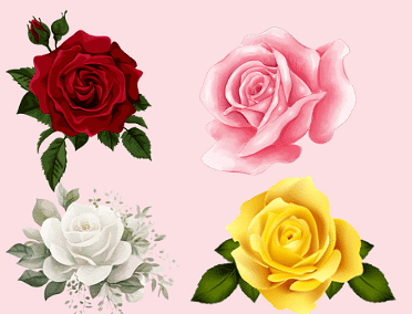 Essay on Rose Flower | Essays for Class 4