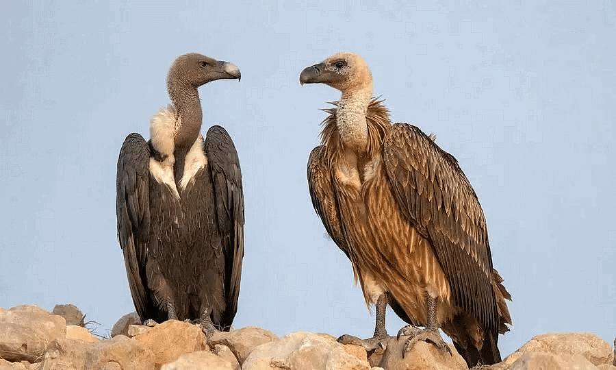 Shankar IAS Summary: Conservation Efforts | Famous Books for UPSC Exam (Summary & Tests)