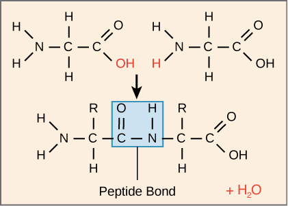 Proteins & Amino Acids | General Awareness - Bank Exams