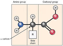 Structure of Protein