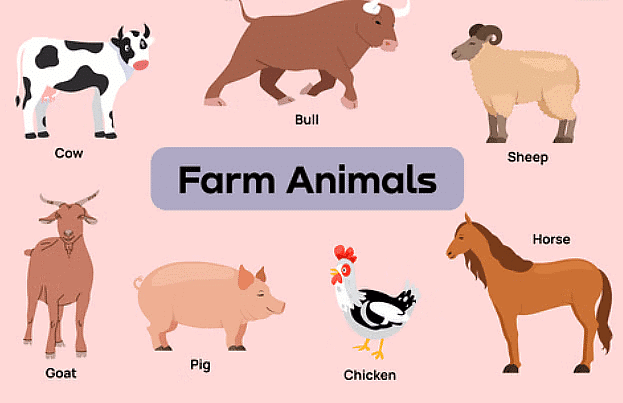 Livestock Class 4 Notes SST