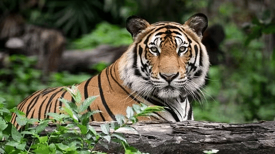 Shankar IAS Summary: Conservation Efforts | Famous Books for UPSC Exam (Summary & Tests)