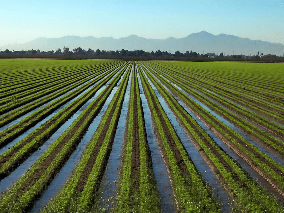 Irrigated Farming