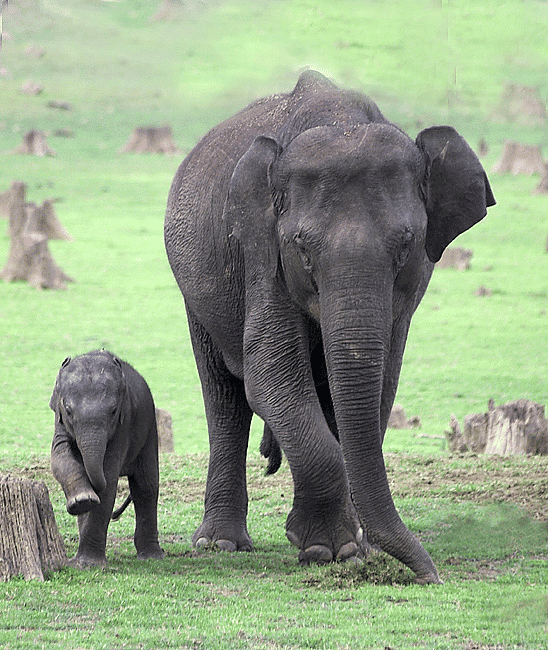 Shankar IAS Summary: Conservation Efforts | Famous Books for UPSC Exam (Summary & Tests)