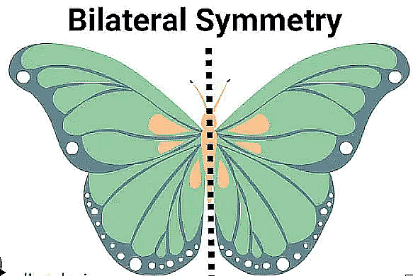 Symmetry Class 7 Notes Maths Chapter 12