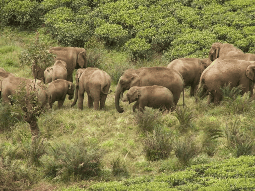 Shankar IAS Summary: Conservation Efforts | Famous Books for UPSC Exam (Summary & Tests)