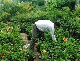 Gardening