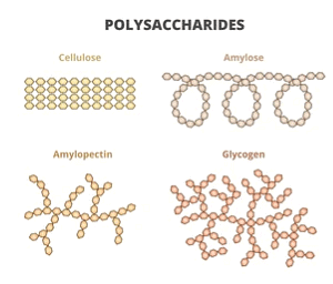 Carbohydrates: Monosaccharides, Disaccharides & Polysaccharides | Chemistry Class 12 - NEET