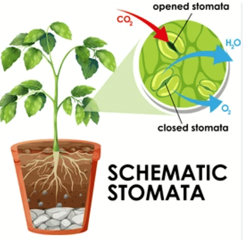 NCERT Solutions for Class 7 Science - Transportation in Animals and Plants