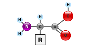 Structure of Amino Acids