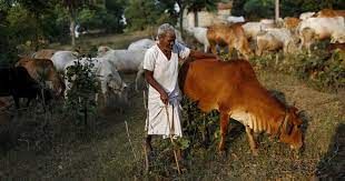 Livestock Rearing