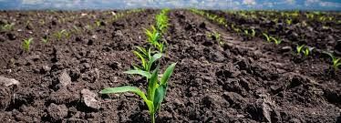 Agriculture Class 4 Notes SST