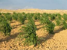 Dry Farming