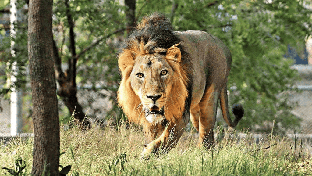 Shankar IAS Summary: Conservation Efforts | Famous Books for UPSC Exam (Summary & Tests)