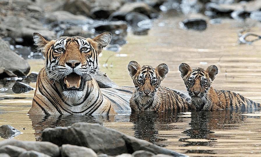 Essay on Tiger | Essays for Class 4