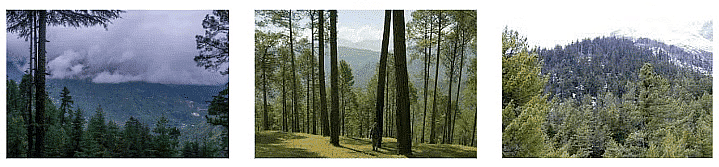  Deodar, Pine, Fir Trees