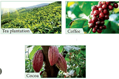 Agriculture Class 4 Notes SST