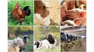 Livestock Class 4 Notes SST