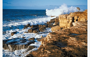 Shankar IAS Summary: Ocean Acidification | Famous Books for UPSC Exam (Summary & Tests)
