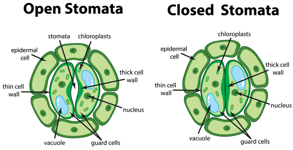 Life Processes Class 10 Notes Science Chapter 5