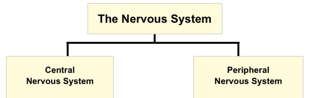 Control and Coordination Class 10 Notes Science Chapter 6