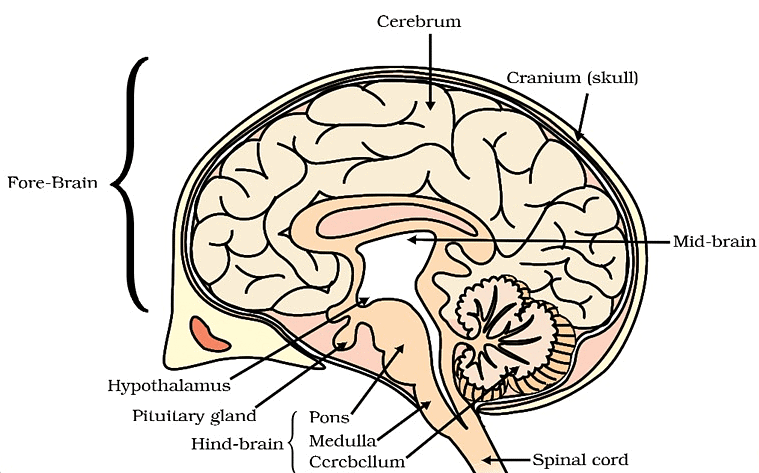 Control and Coordination Class 10 Notes Science Chapter 6
