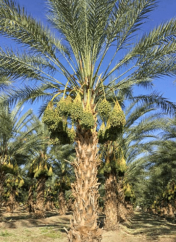 Date-palm(Oasis)