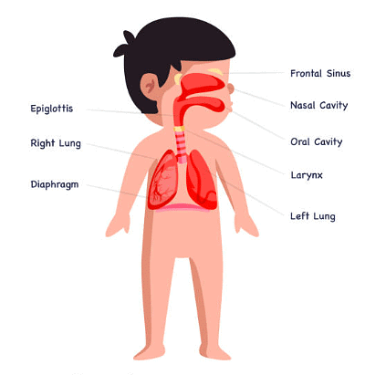 Respiratory System