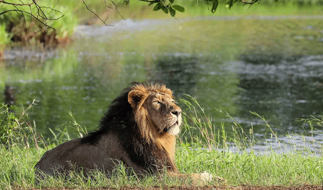 Gir National Forest Park
