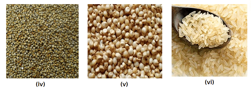 A Seed Tells a Farmer’s Story - 1 Class 5 Worksheet EVS Chapter 19