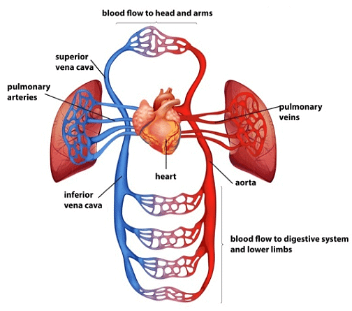 Circulatory System