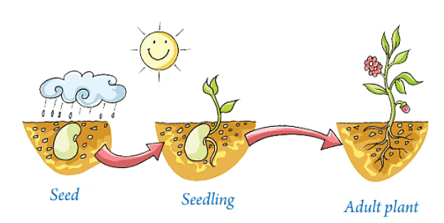 Living and Non-Living Things Chapter Notes | Science Olympiad Class 4