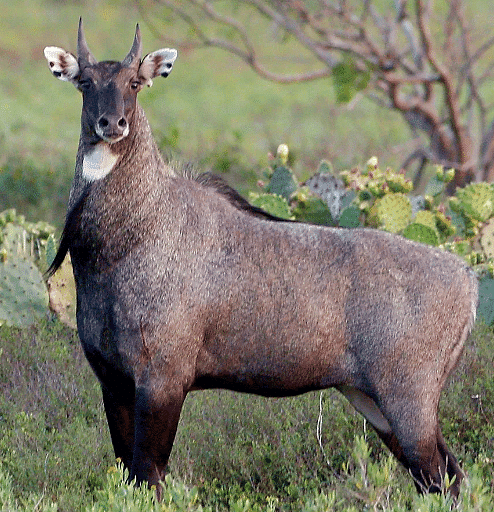 Nilgai