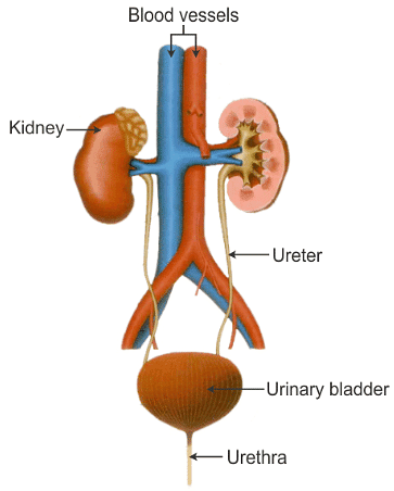 Excretory System 