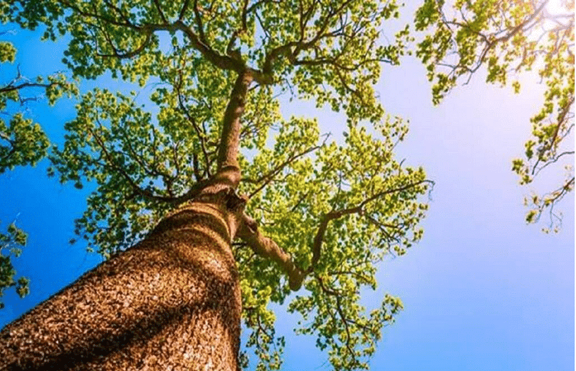 Shankar IAS Summary:  Environmental Impact Assessment- 1 | Famous Books for UPSC Exam (Summary & Tests)
