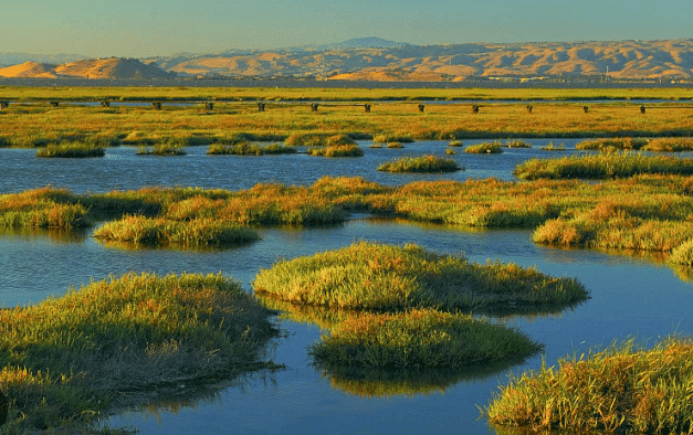 Wetlands