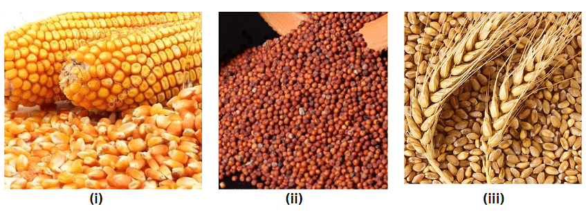 A Seed Tells a Farmer’s Story - 1 Class 5 Worksheet EVS Chapter 19