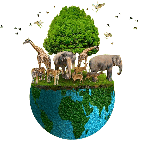 Wildlife Protection