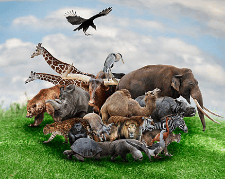 Wild Animals 