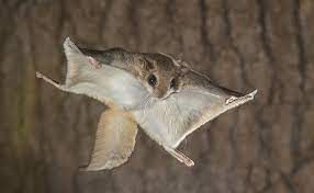 Flying Squirrel