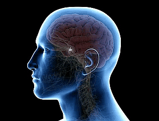 Pituitary Gland