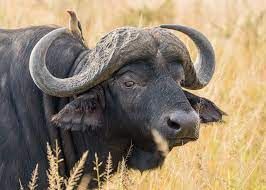 Wild Buffaloes