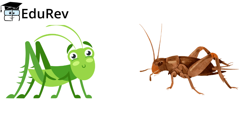 On the Grasshopper and Cricket Summary Class 8 English Honeydew