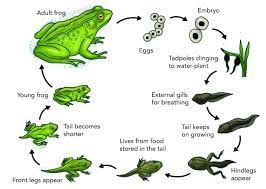 Frog Metamorphosis