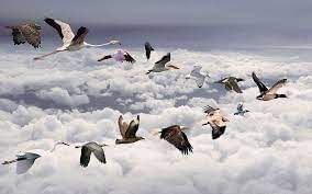 Migratory Birds